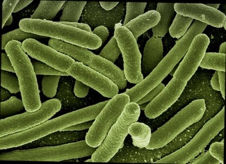 Achat Vermifluide Antiparasite